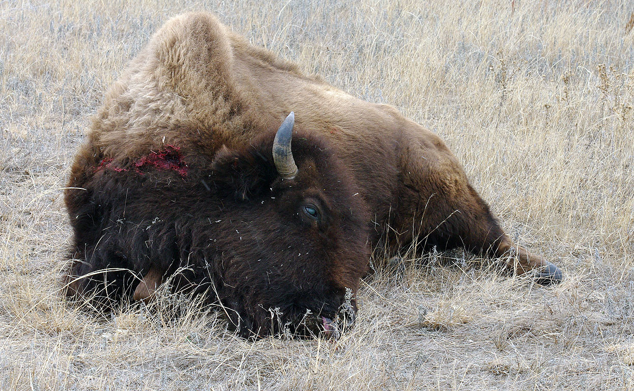 bison09_0037.jpg
